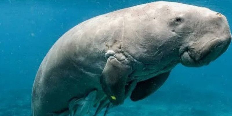 Dugong, Sang Putri Duyung