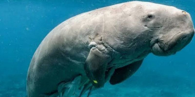Dugong, Sang Putri Duyung