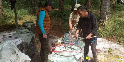 Perhutani Bandung Utara Tingkatkan Mutu Getah Pinus Lewat Pendampingan Penyadap