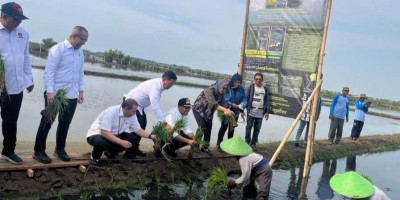 Dari Padi Biosalin ke Minapadi Salin, PGN dan BRIN Dorong Nilai Ekonomi Lahan Pesisir Batang