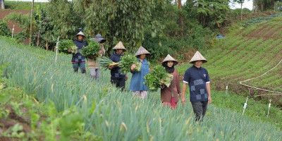 Dari Rumah Koran, Astra Bantu Kanreapia Jadi Sentra Sayuran Sulsel