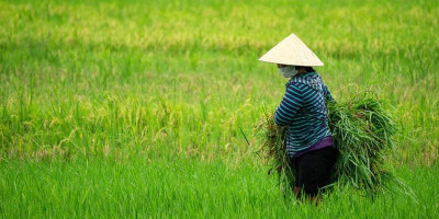 Kementan Gelontorkan Rp380 Miliar, Pemulihan Sawah Aceh Terus Dikebut
