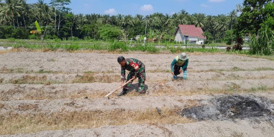 Babinsa Ngoran Turun ke Sawah, Kawal Petani Siapkan Musim Tanam