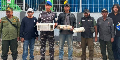 TNI AL Gagalkan Penyelundupan Satwa Dilindungi di KM Dobonsolo Sorong