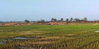 Petani Marind Tetap Jibaku Rawat Padi di Tengah Kemarau El Nino