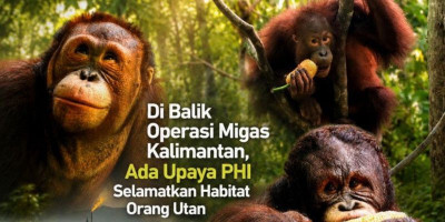 PHI Perkuat Konservasi Orang Utan di Kalimantan