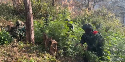 TNI Bersihkan Ladang Ganja di Yahukimo, 21.400 Batang Diamankan
