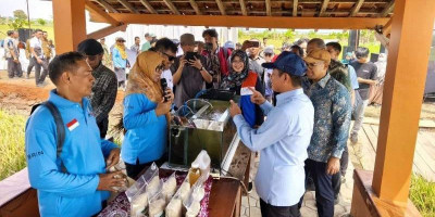 Bertahan Hadapi El Nino dan Lahan Salin, BRIN-PGN-Pemkab Batang Panen Raya 166,5 Ton Padi Biosalin