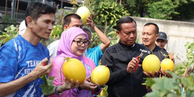 Sekitar 100 Golden Melon Dipanen dari Lahan Tak Terpakai di Rawamangun