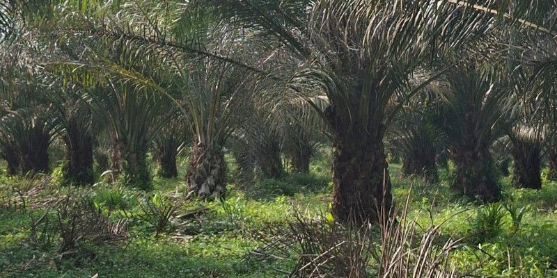 Hama Ulat Diduga Serang Kebun PTPN IV Tanah Raja, Partai Buruh Minta Penanganan