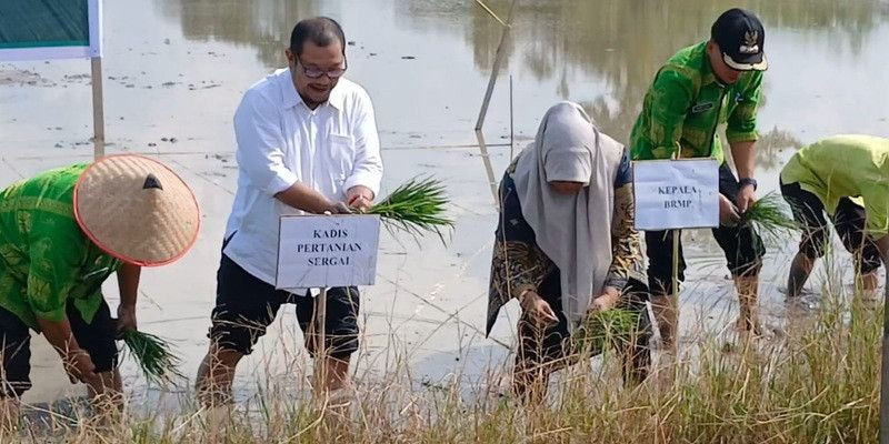 Dukung Kesejahteraan Petani, Kinerja Dinas Pertanian Sergai di Bawah Dedi Iskandar Tuai Apresiasi