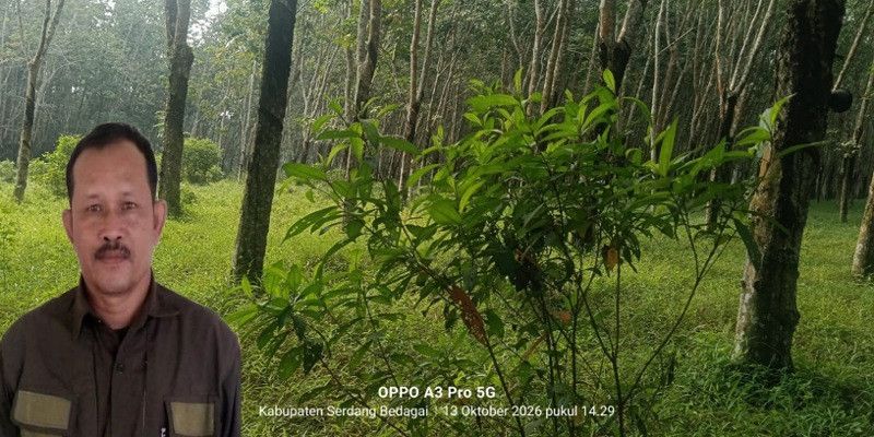 AJH Minta Pemeriksaan Kondisi Kebun Tanah Raja, Soroti Gulma dan Dugaan Hama
