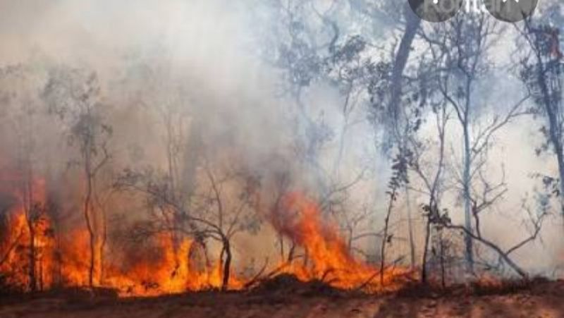 MUI: Bakar Hutan Itu Haram, Aparat Diminta Tindak Korporasi Tanpa Pandang Bulu
