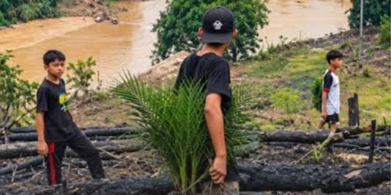 Polisi Didesak  Usut Pihak yang Tanam Sawit di Karhutla