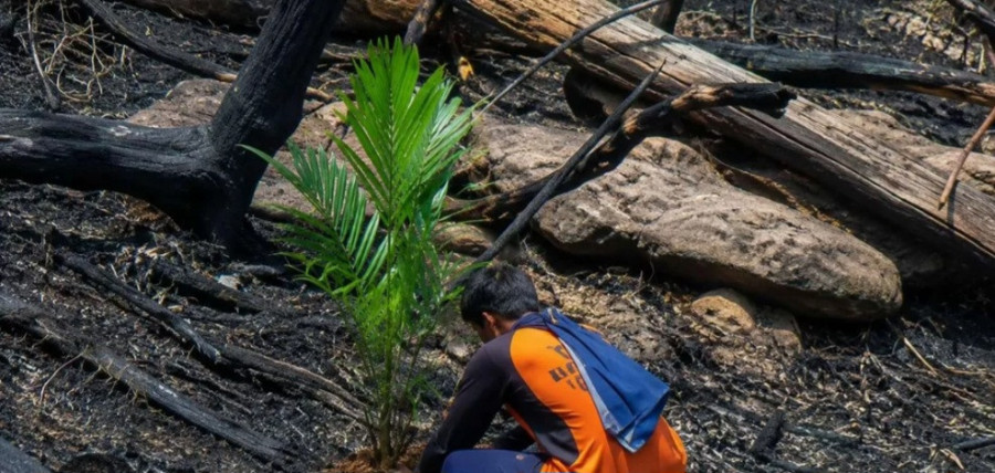 Diingatkan Sawitisasi Pascakarhutla Berisiko Langgar Hukum dan Picu Bencana Berulang