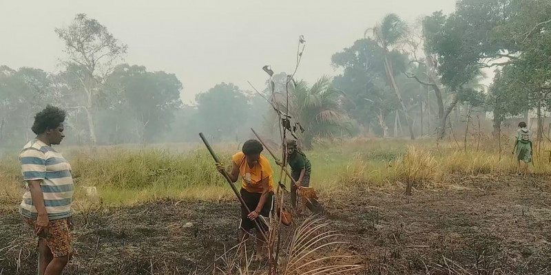 Petani Adat Wanam Butuh Dukungan Berkelanjutan, MPSI Perkuat Pendampingan